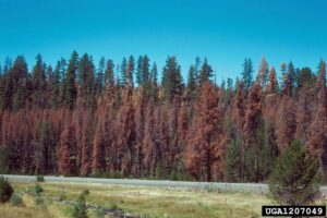 Mountain pine beetles are moving to higher elevations and spreading eastward as temperatures rise.