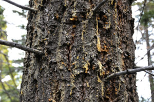 Pitch tubes and resin flow mark the attack of mountain pine beetles.
