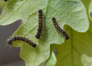 Spongy moths, formerly known as gypsy moths.