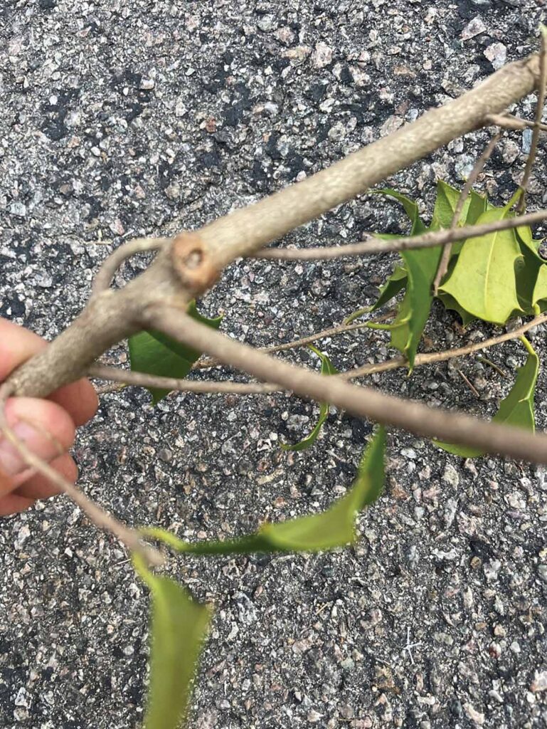Pruning wound closing.