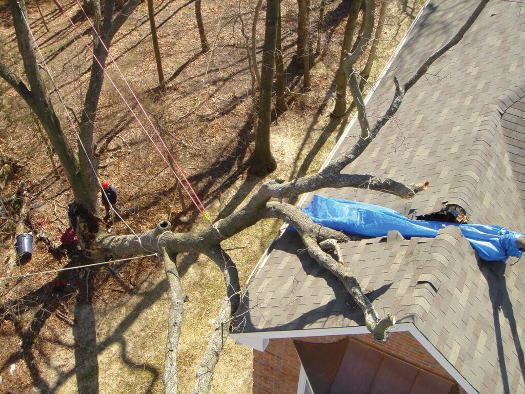 Tree on a roof showing a difficult tree removal