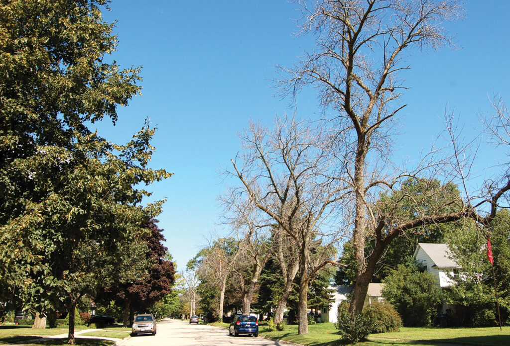 Emerald ash borer damage