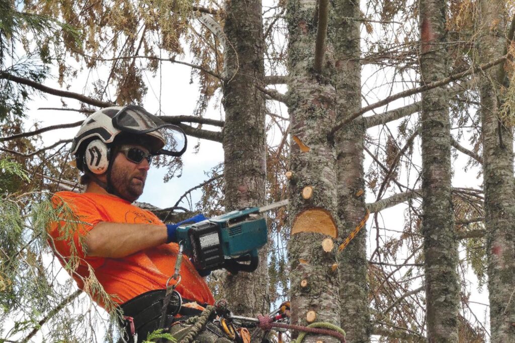 Gritz Kuhn removing a pine