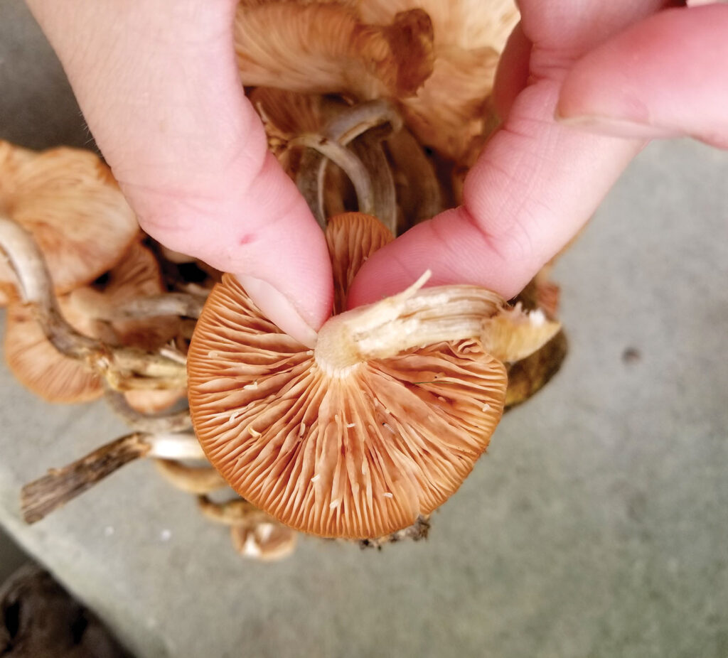 mushroom parts