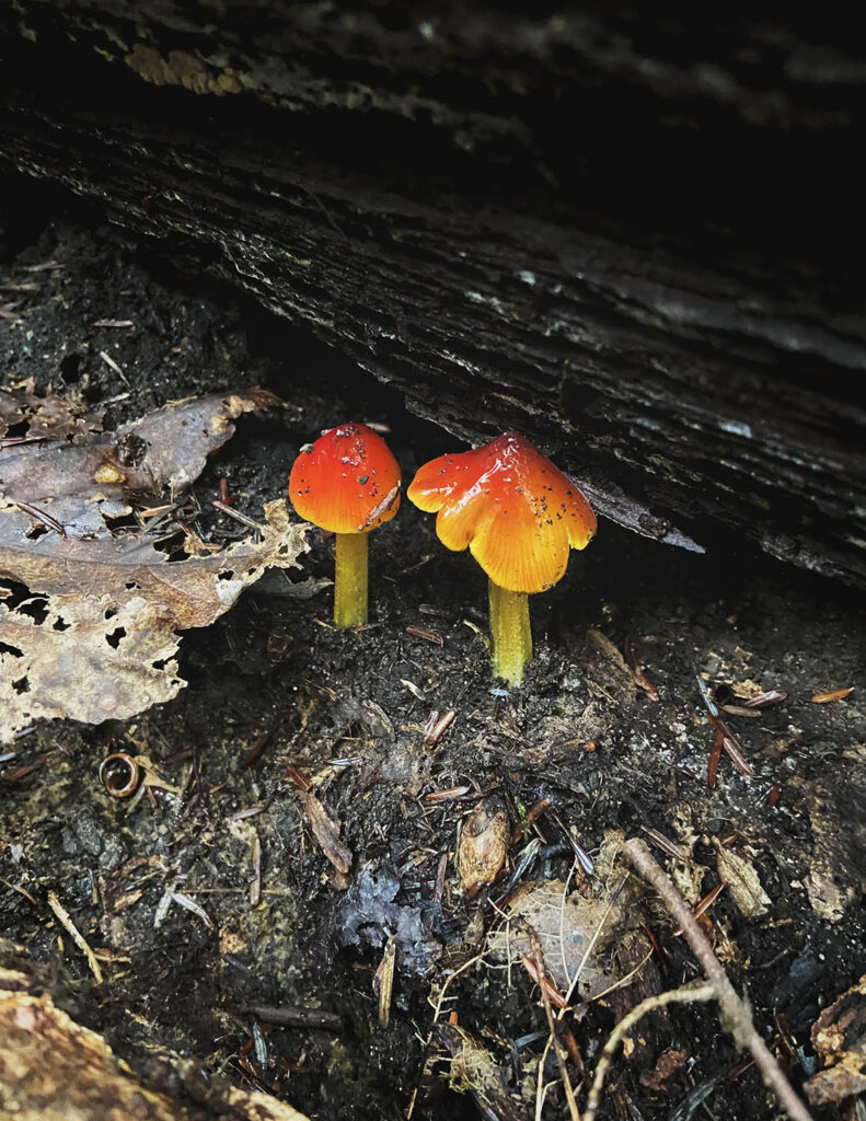 Obvious sign of fungi is the fruiting body