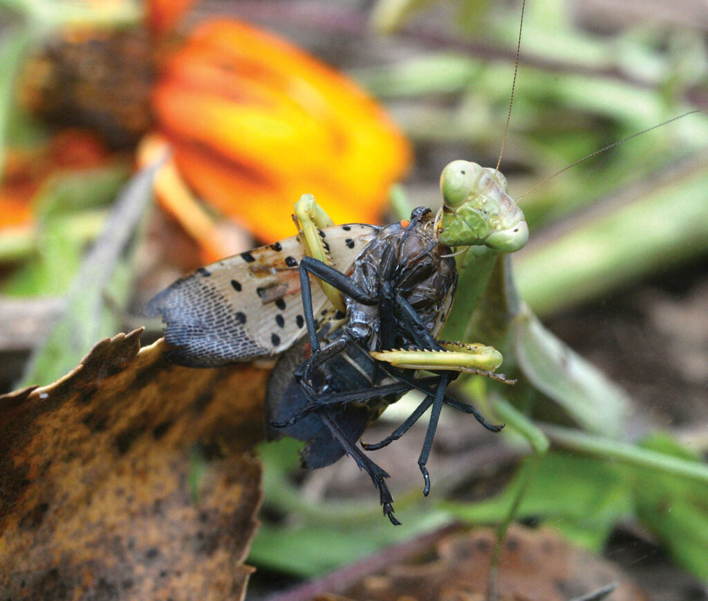 Female Carolina mantis