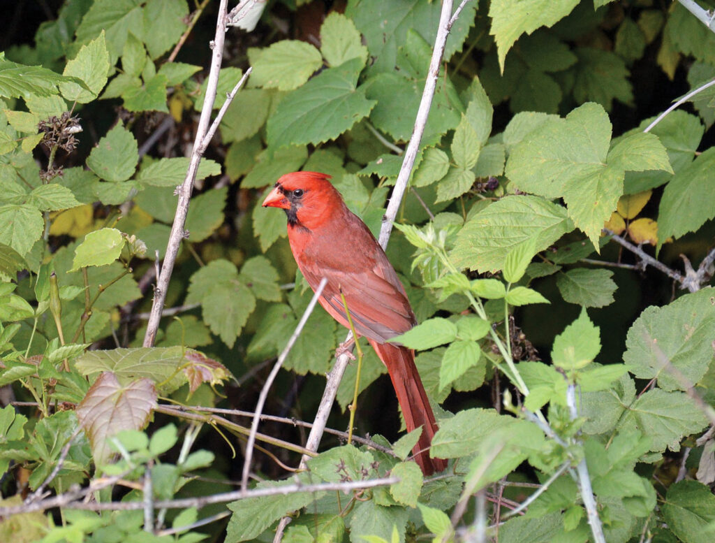 Cardinals have been observed eating spotted lanternflies
