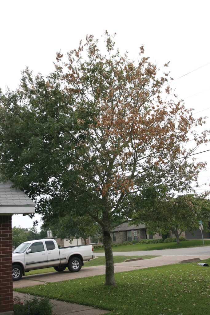 Shumard oak with oak-wilt disease