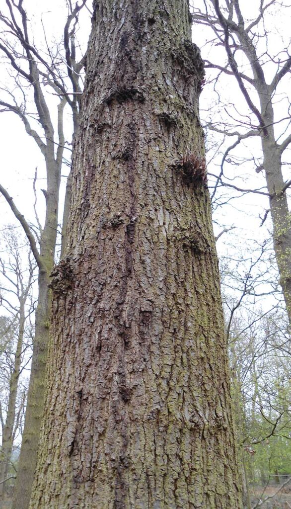 Veteran English oak