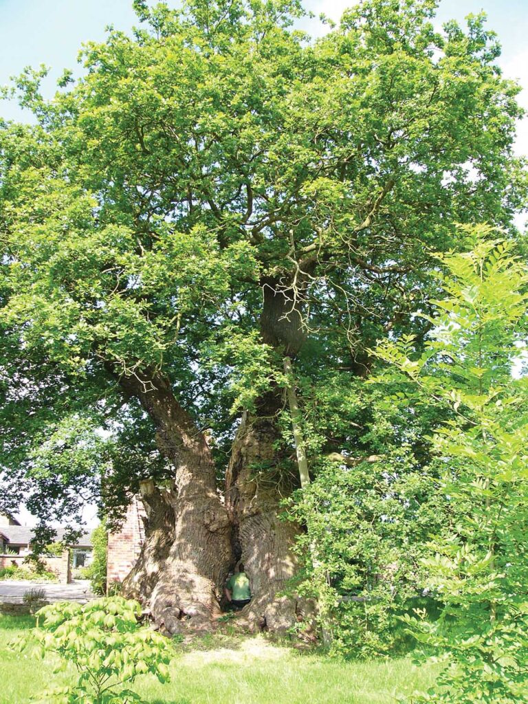 Asymptomatic oaks