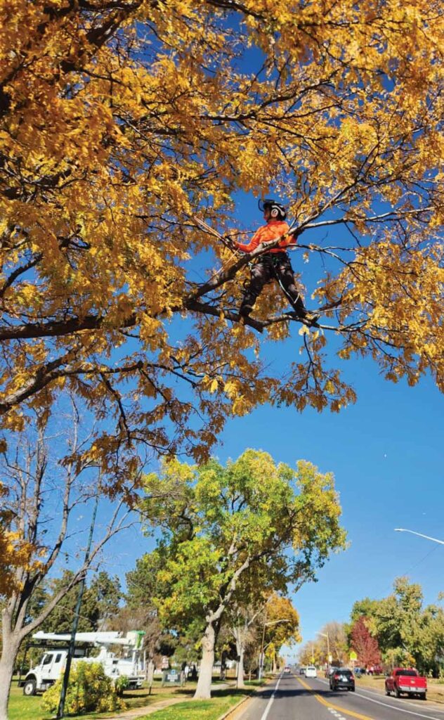 "Tree work was never something I imagined myself doing, and now I couldn’t imagine doing anything else."