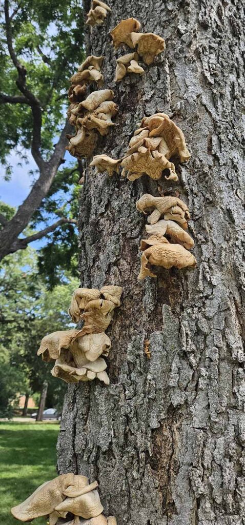 Fruiting bodies on trunks