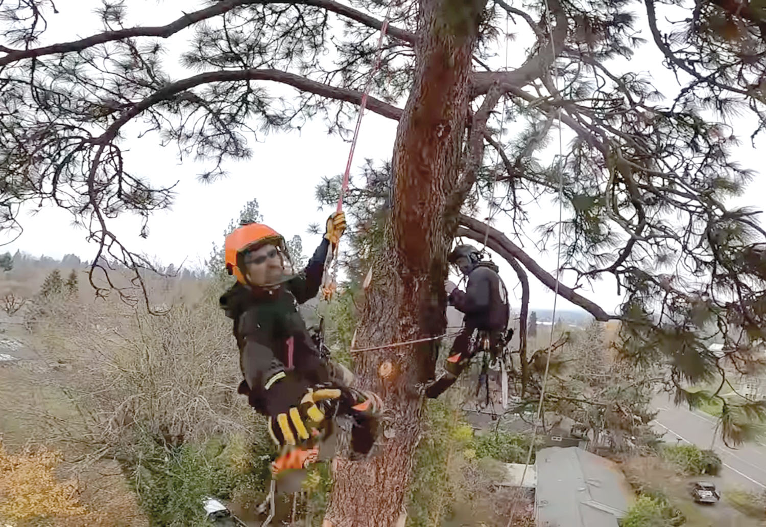 Justifying Two Climbers on Takedowns Tree Care Industry Magazine