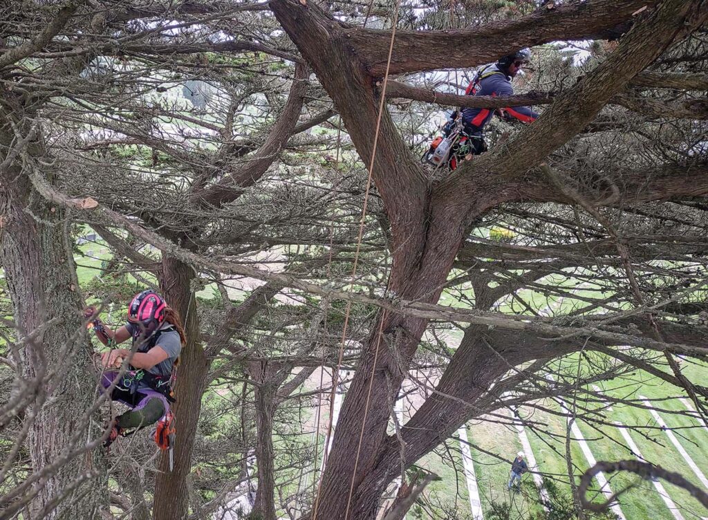 Don’t forget, the most powerful tool or technique is teamwork. It can both simplify the process and make it more fun at the same time. Byron Yeager, at left, and Jared Abrojena comprised a team that made this tree a dream.