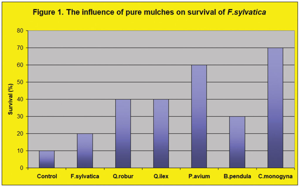 Figure 1: The pure mulch providing the highest survival rate was that derived from hawthorn, Crataegus monogyna. Courtesy of the author.