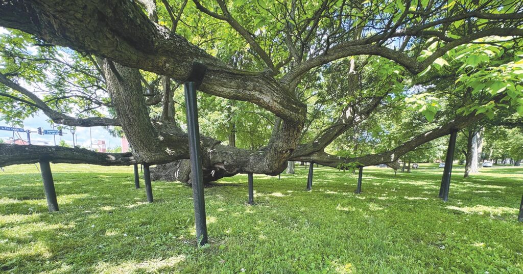This historic northern catalpa tree on the University of Lindenwood campus has several props supporting its limbs.