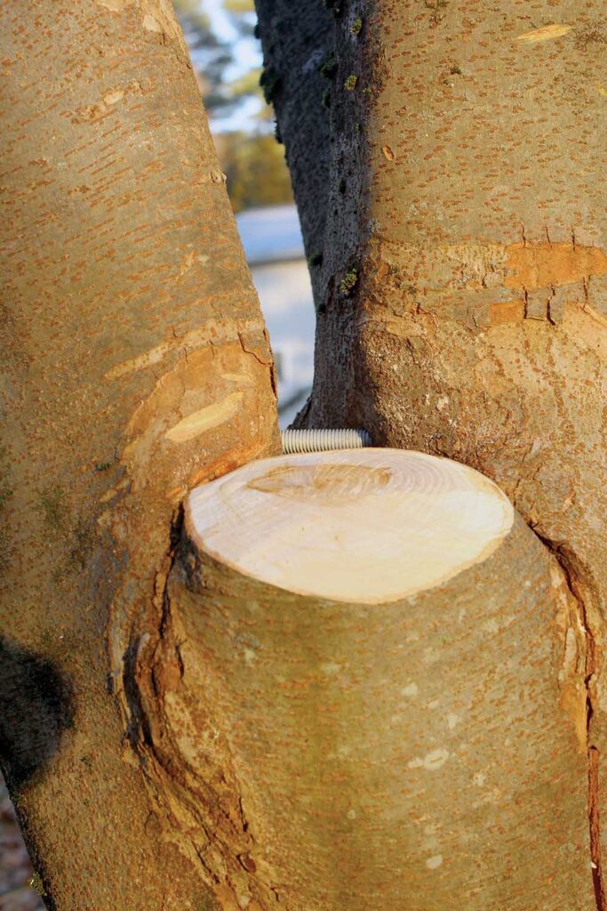 the smaller of two stems was removed from one of the split scaffolds.