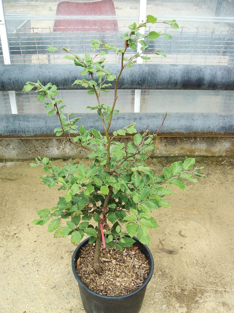 Photo 2: Beech tree with a mulch made purely from hawthorn.