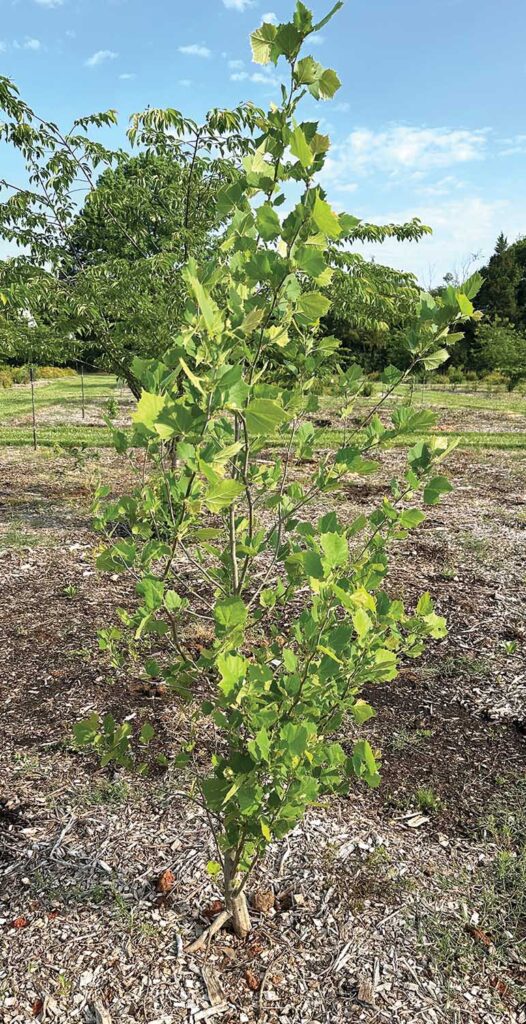 Photo 7: Pure mulch from red oak around the base of sycamore