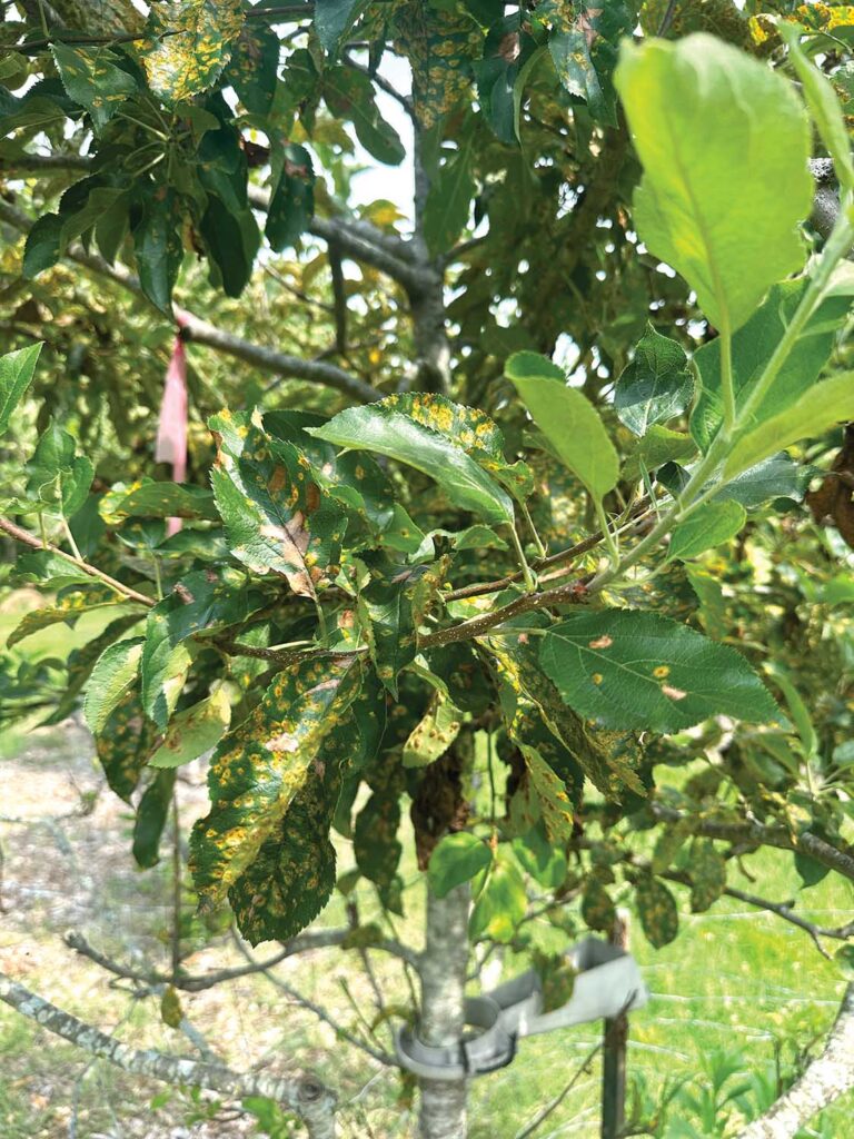 Photo 8: Control tree showing apple cedar rust severity with no mulch.