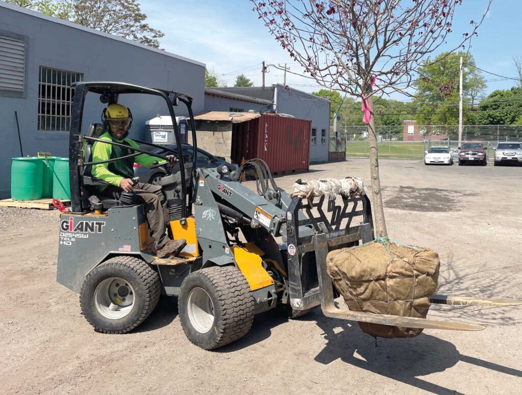If you do a lot of tree planting, then a fork lift may be near the top of your list of favorite attachments. Photo courtesy of Almstead Tree, Shrub & Lawn Care Co.