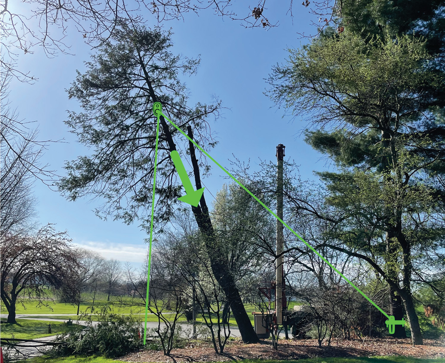 Photo 1: On this leaning hemlock (Tsuga canadensis), choosing the correct placement of the lowering device can greatly alter the stability of the rigging system. All photos and figures courtesy of the author.