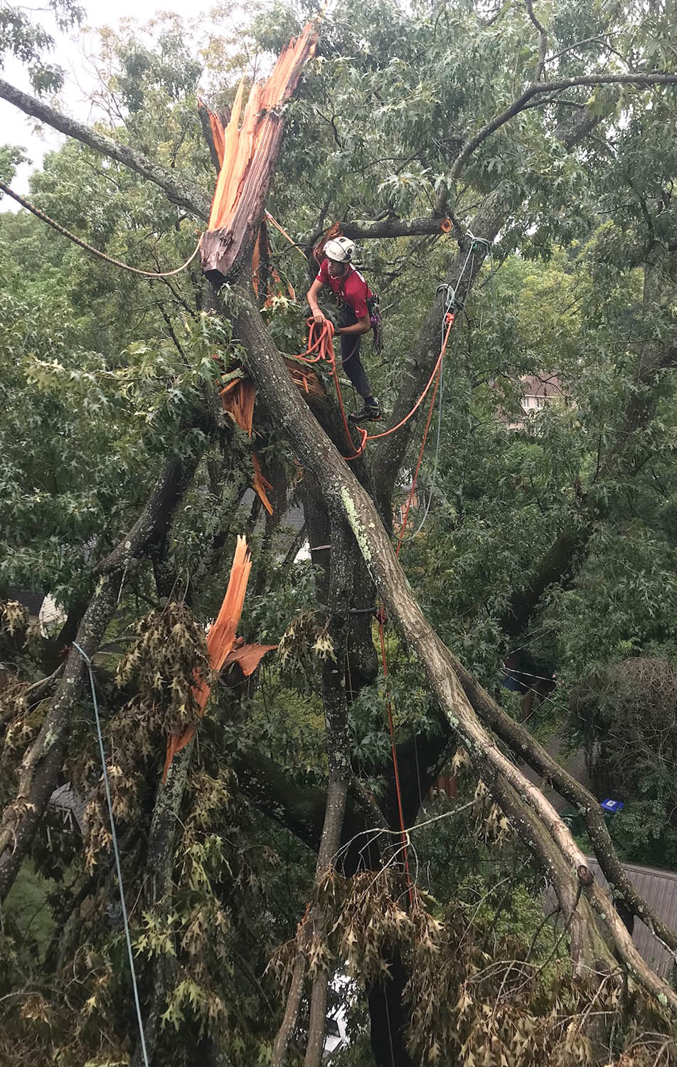 Whether it be the diameter of the wood, the species and/or some level of decay, we may find the tree is the weakest component in the system.