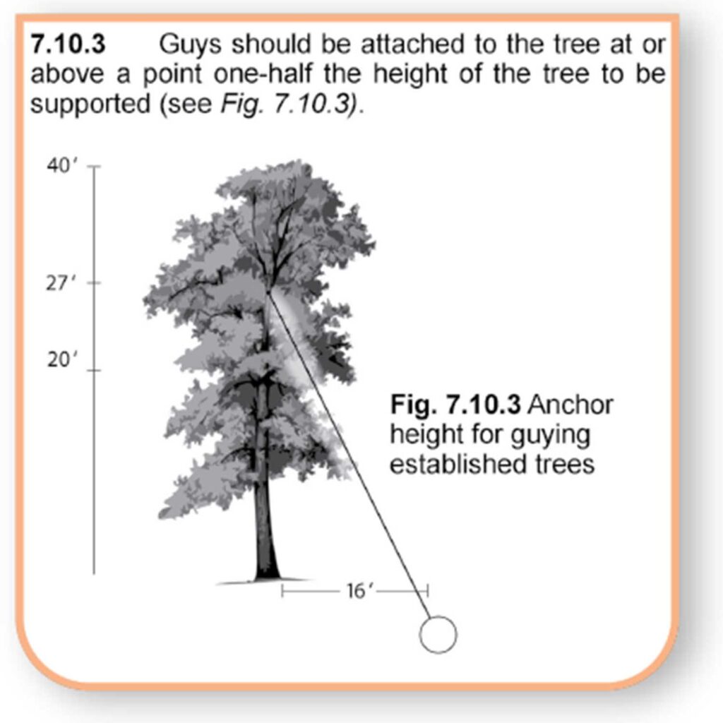 Fig. 7.10.3: Anchor height for guying established trees