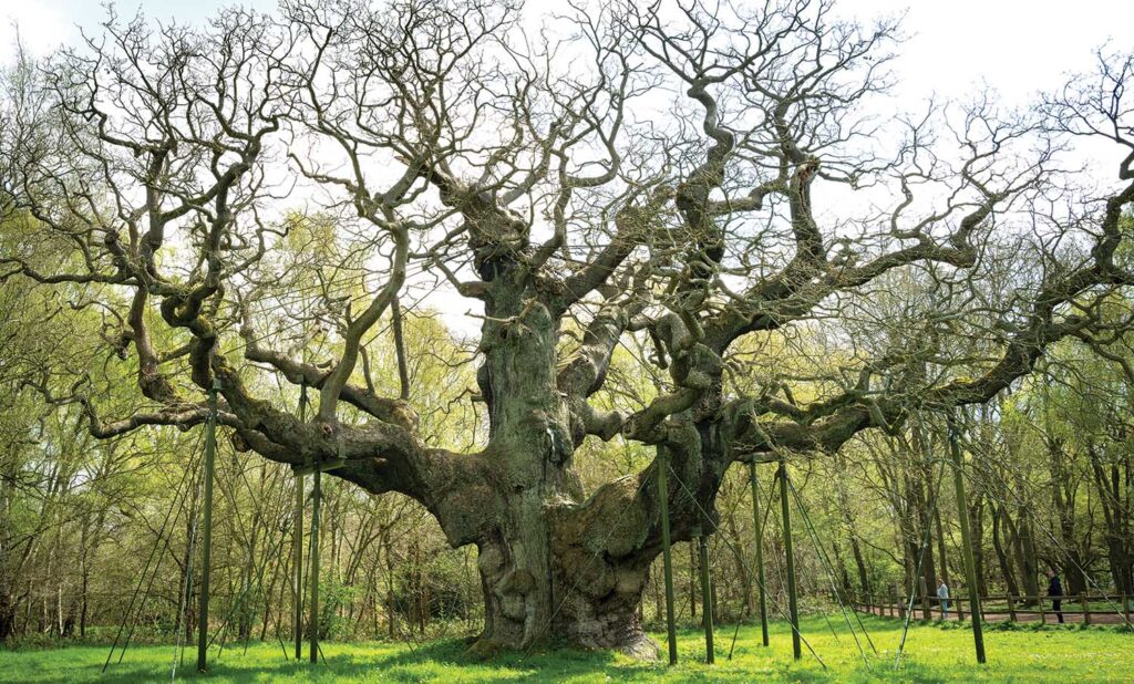 The Major Oak is an approximately 1,000 year old English oak