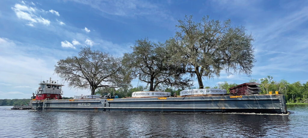 David Marks will talk about how, with the right methods, any sized tree can be successfully moved, including by barge! Photo courtesy of David Marks.