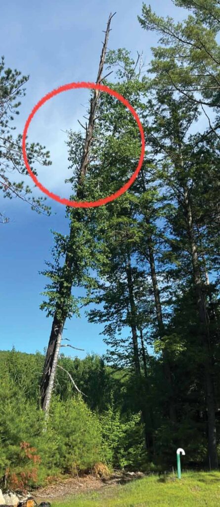 Photo 1a: Extremely dead hemlock tree lying on top of and straining a paper birch. Unless otherwise noted, all photos courtesy of the author.