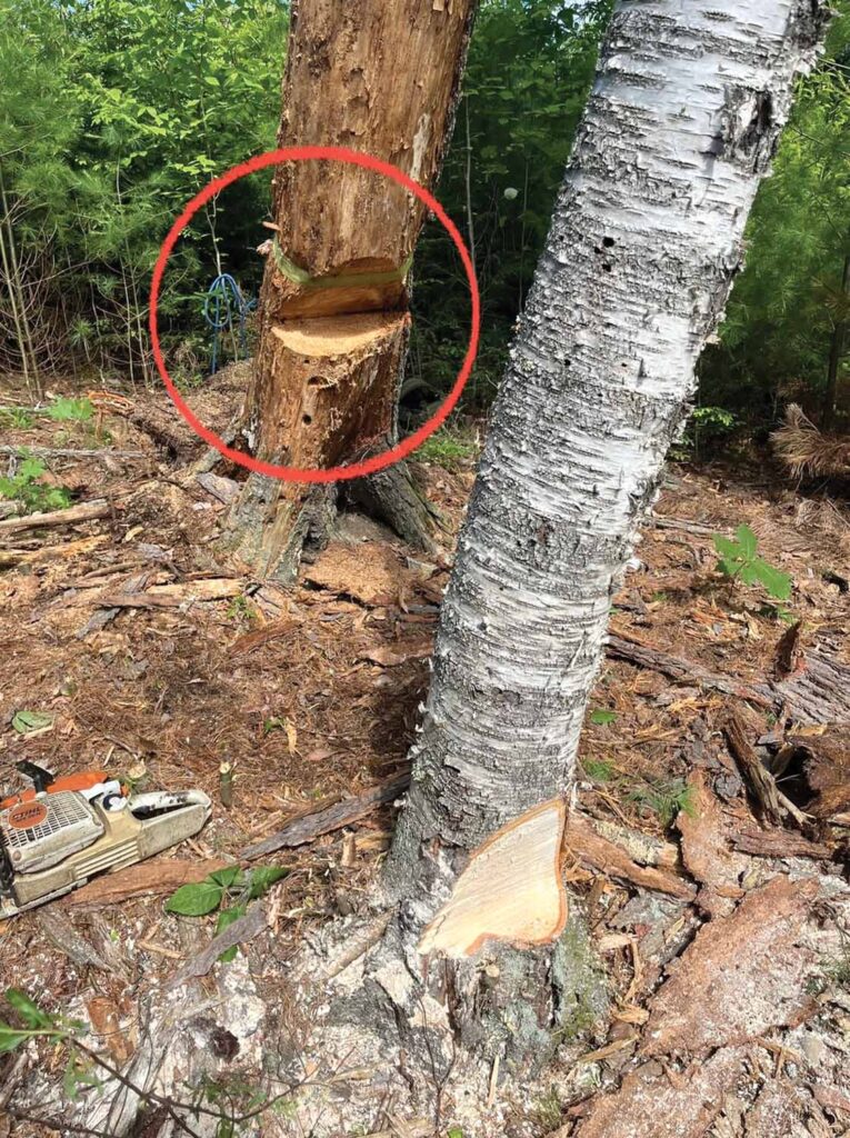 Photo 11: 70-degree open-faced notches were used on the birch and hemlock to hold them on the stumps as long as possible before closing and breaking.