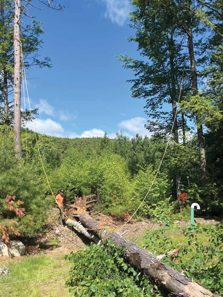Photo 12: Both trees were lowered to the ground safely, adjacent to the leach field and with zero impact.