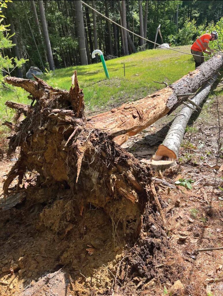 Photo 13: Hemlock stump uprooted during the lowering procedure, leaving hinge and back cut intact.