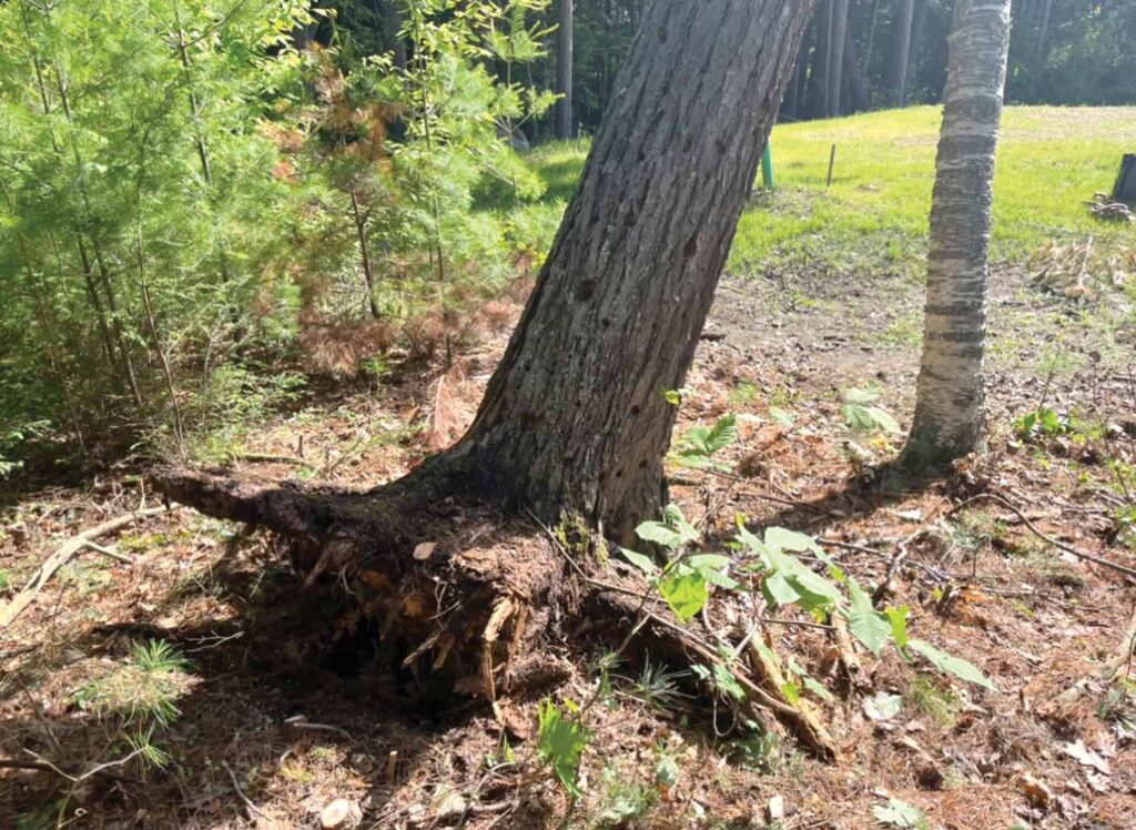 Photo 2: Uprooting hemlock tree with severe root-structure failure. Paper birch is to the right.