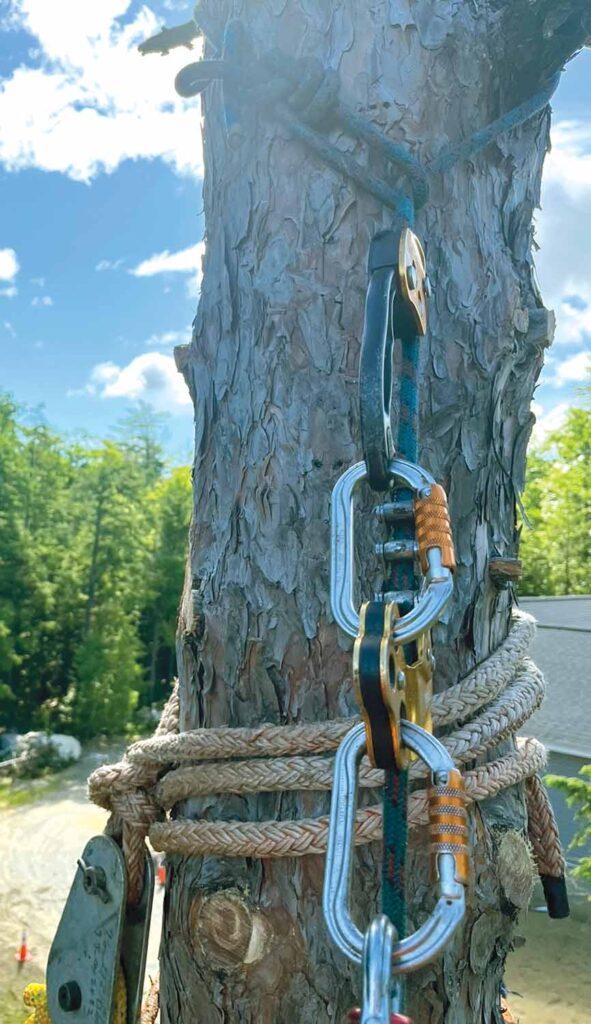 Photo 4: Backup climbing line, above, and rigging installed in adjacent red pine. Note running bowline and Yosemite tie-off on the climbing line.