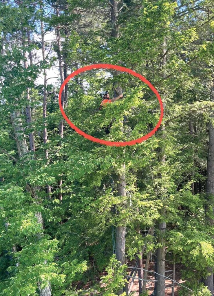 Photo 6: Backup climber Cody Leblanc setting up a second rigging system in an adjacent, healthy hemlock.