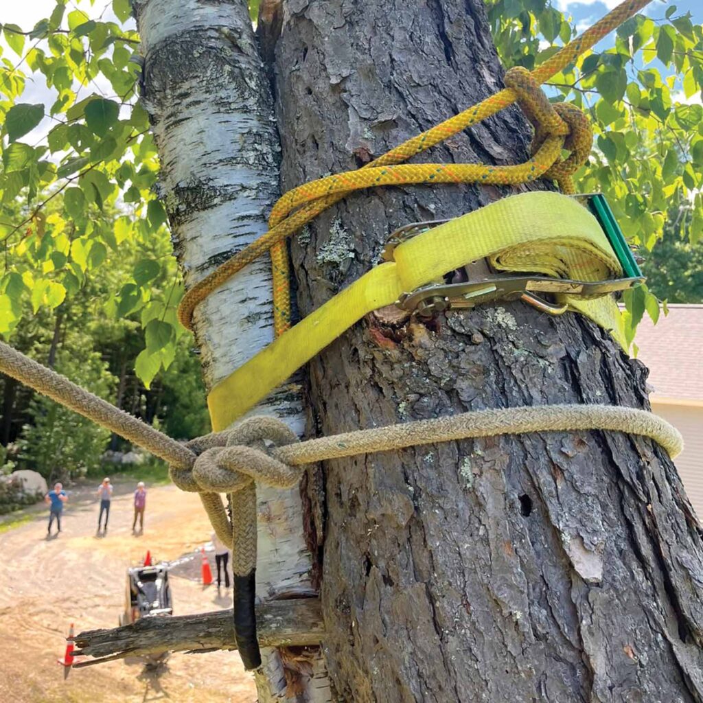 Photo 9: Rigging set at the location where the hemlock and birch were in contact with each other. Note how load binder strap and rigging lines were secured around both stems