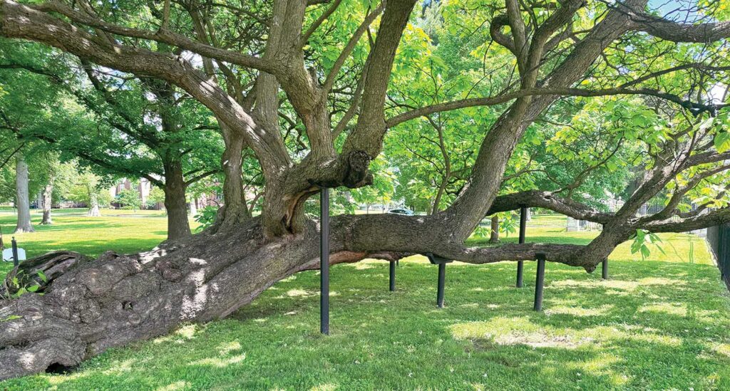 This historic northern catalpa tree on the Lindenwood University campus is supported by props, thanks to dedicated arborists preserving it. All photos courtesy of the author.