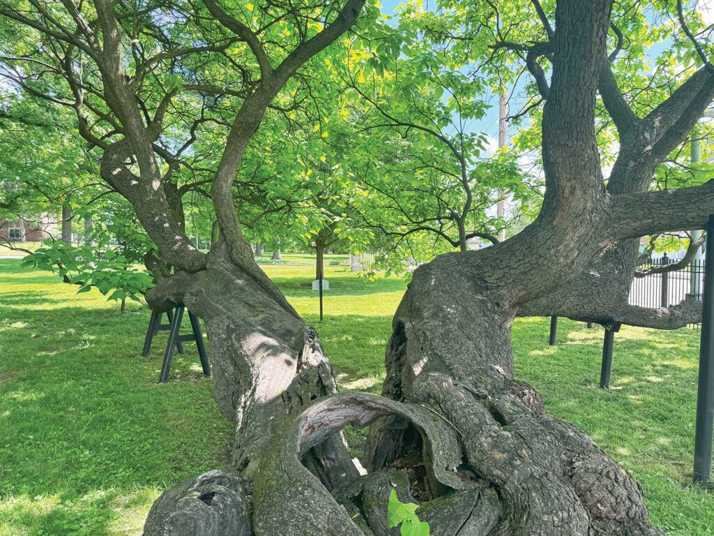 Another view of Lindenwood University's historic catalpa.
