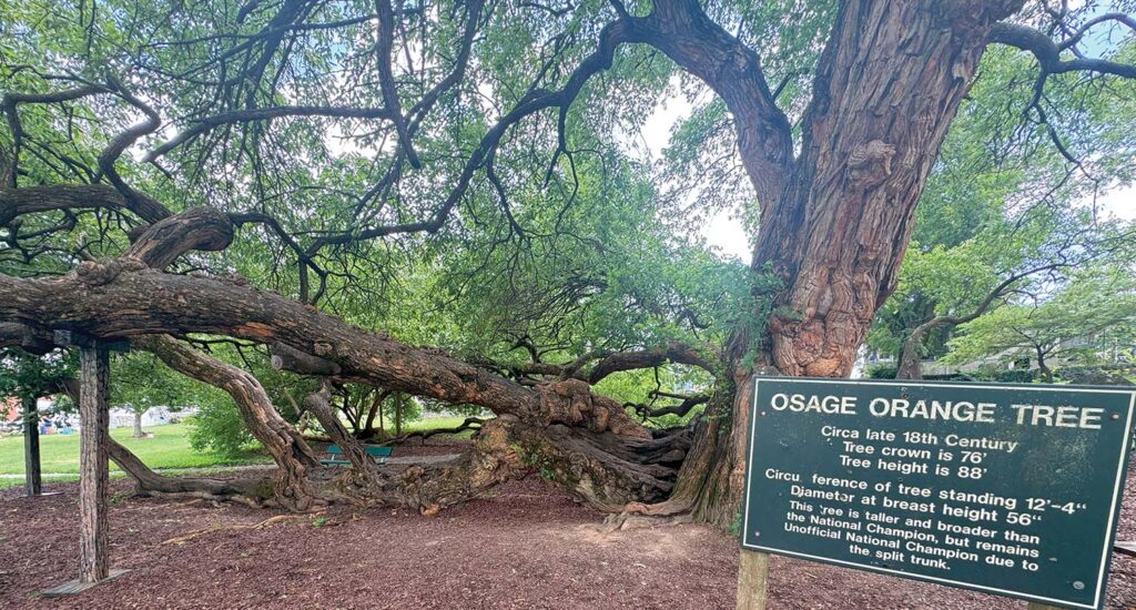 This Osage orange tree in Old Fort Harrod State Park, Kentucky