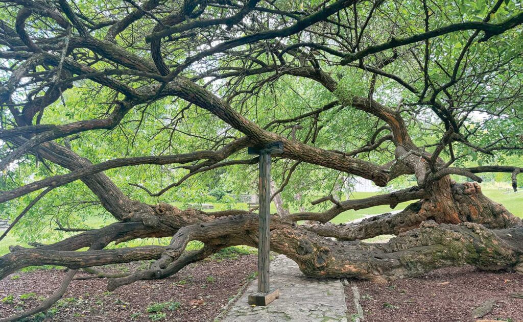 Although the prop holding this overextended Osage orange limb is providing adequate support