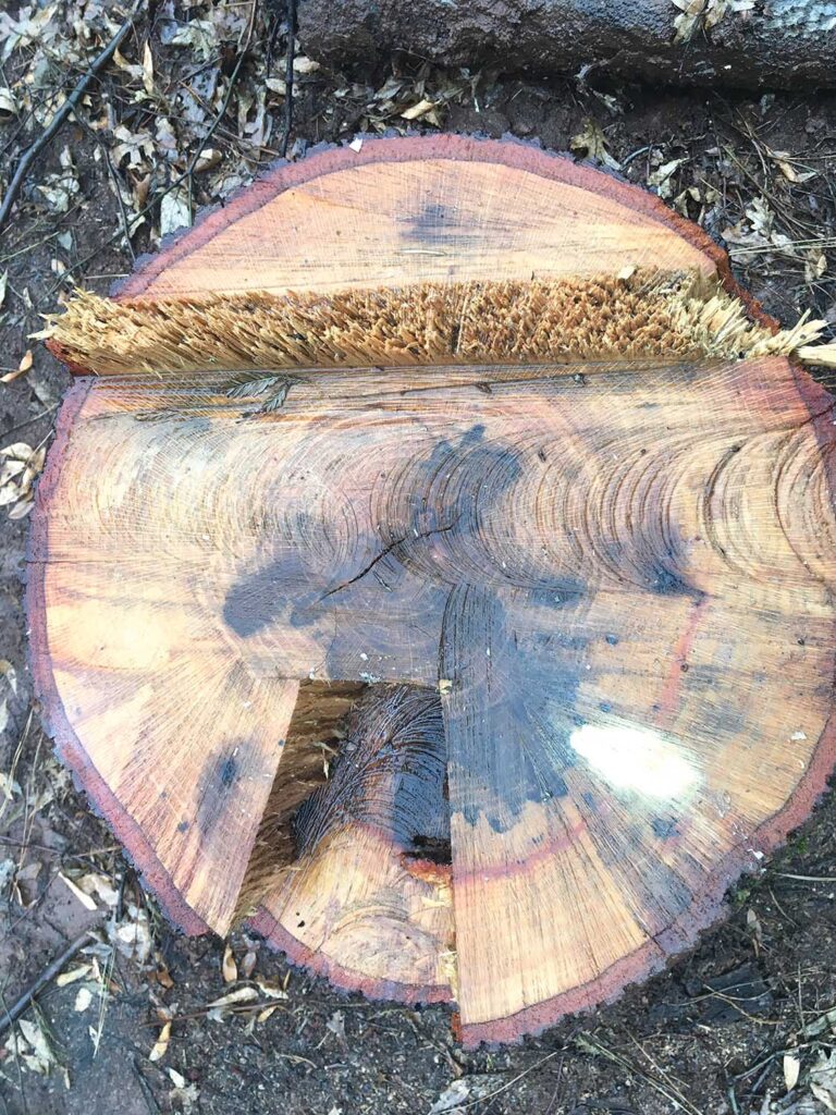 Stump evaluation. If the tree has a slight forward lean, or if you just need more time to scramble up or away on the chosen retreat path, a bore cut with a trigger release will provide it.