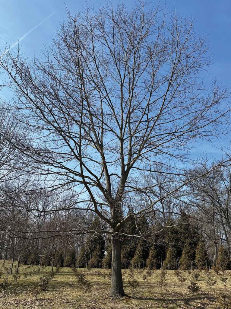 The tree, shown here in an earlier photo, will be harvested two weeks before the November show. All photos courtesy of Bob Mead.