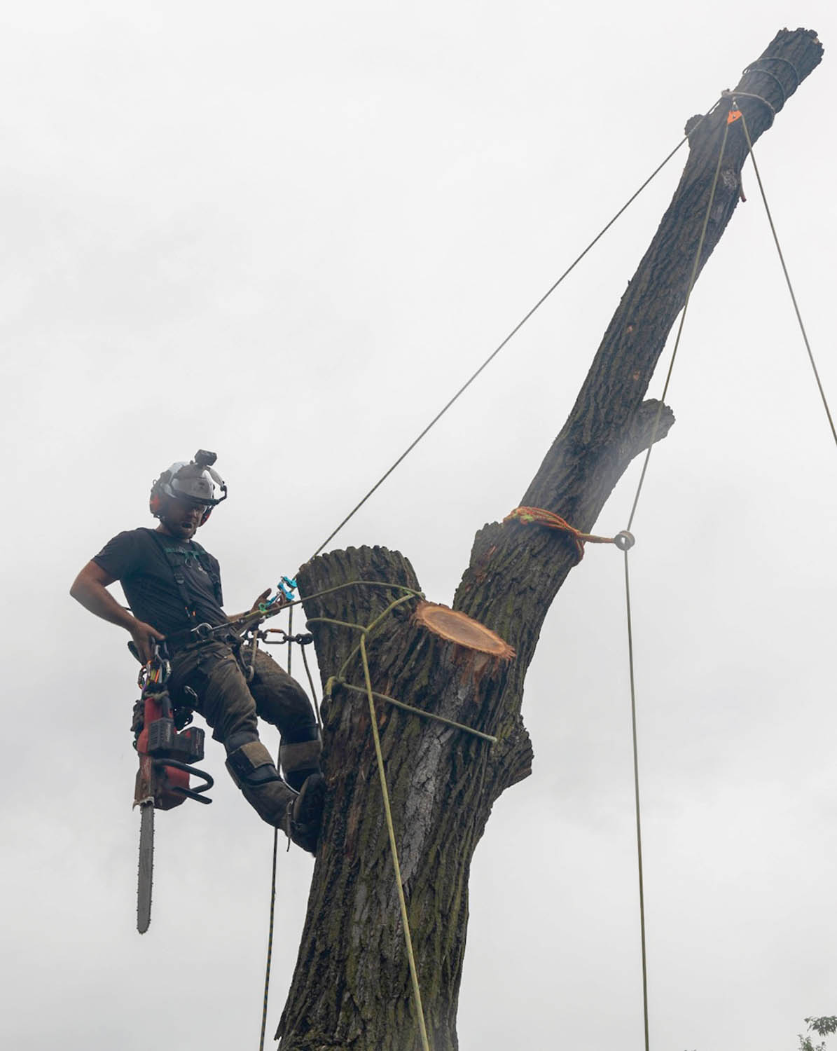 Critics argue that battery chain saws lack the power needed for professional tree work, but Andy Jones pushes back against that grain of thinking by removing this large cottonwood tree exclusively with battery OPE.