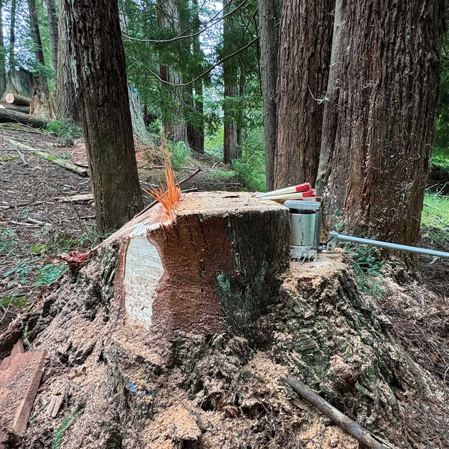 Photo 4: A low and level stump with the right amount of hinge. Back the tree jack up with wedges to account for mechanical failure and help release pressure as you get the tree to jack over.