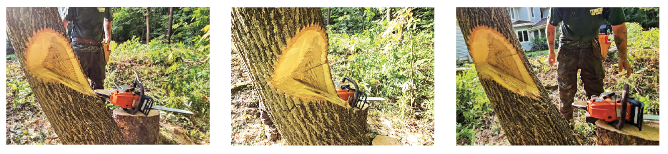 Photo 8: Three different angles of a siswheel cut. This cut is useful for cutting leaning trees in order to steer them in a particular angle against the lean.