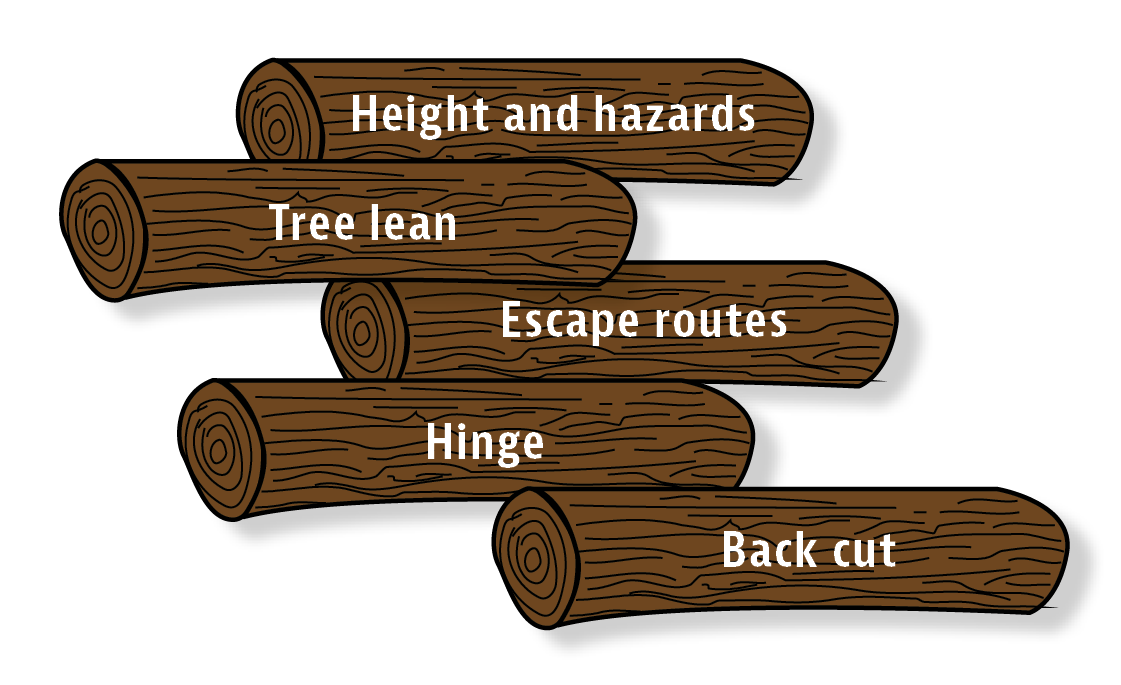Image 1: The 5-step felling plan includes close assessment of tree height and hazards, the tree lean, planning an escape route, defining the notch and making the back cut. TCIA graphic/Pixabay.