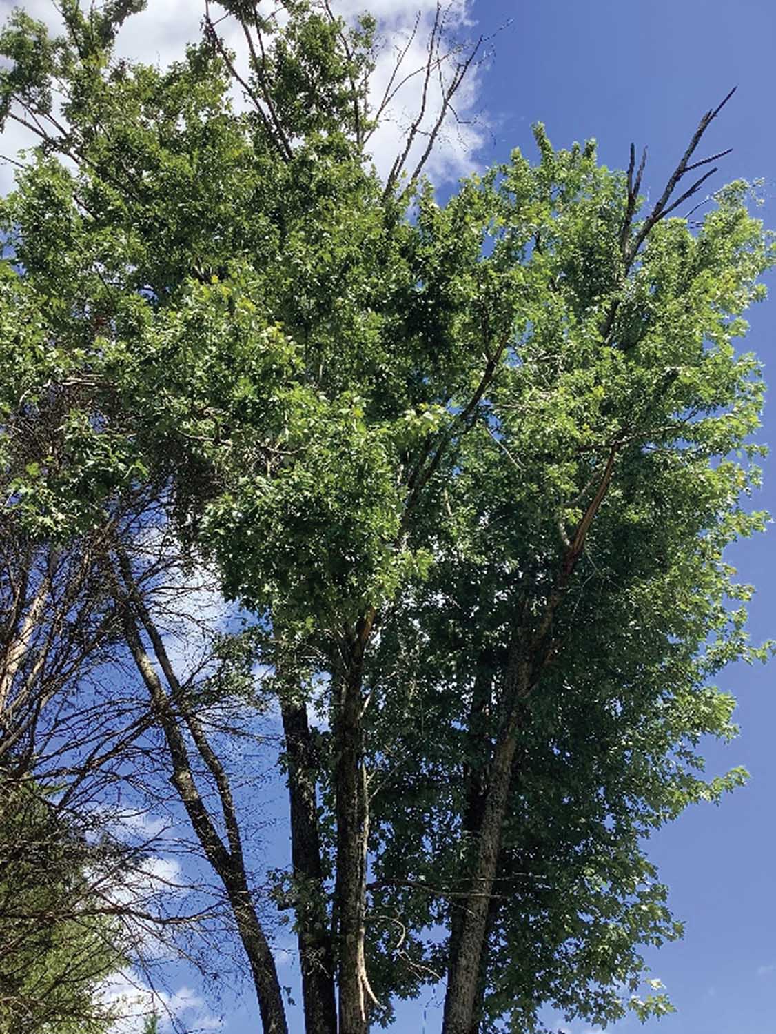 Dieback, as shown here, is one of the most telling symptoms of tree decline, almost always indicating a soil or root problem. Sometimes this is referred to as stag horning. Photo courtesy of the author.