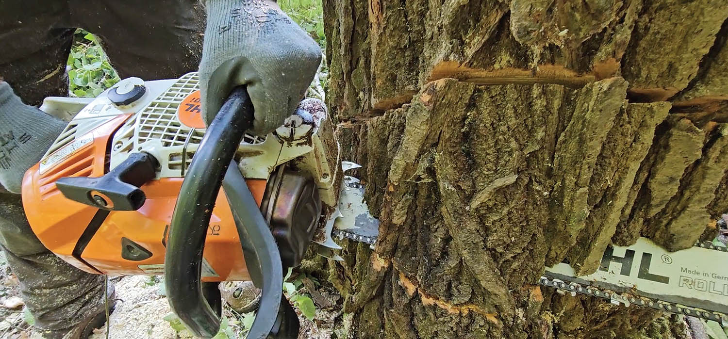 Photo 7: Felling or saw dogs help brace the saw for controlled cuts.
